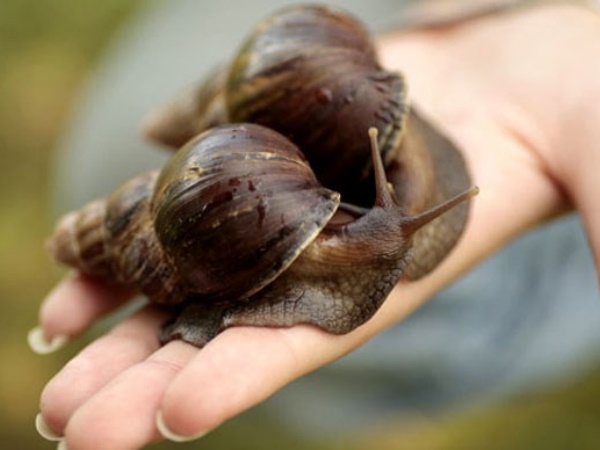 क्या हैं घोंघा फेशियल क्या हैं घोंघा फेशियल