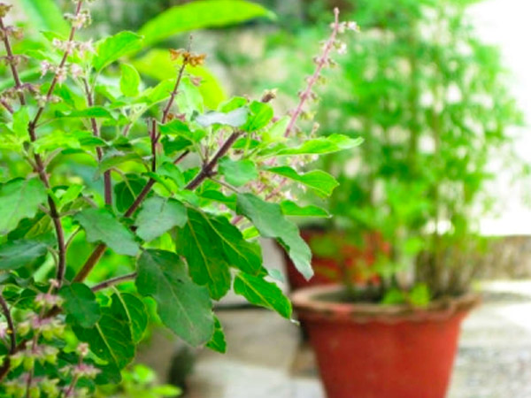 1. तुलसी चबाकर खाएं 