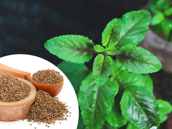 2. तुलसी और अजवाइन 