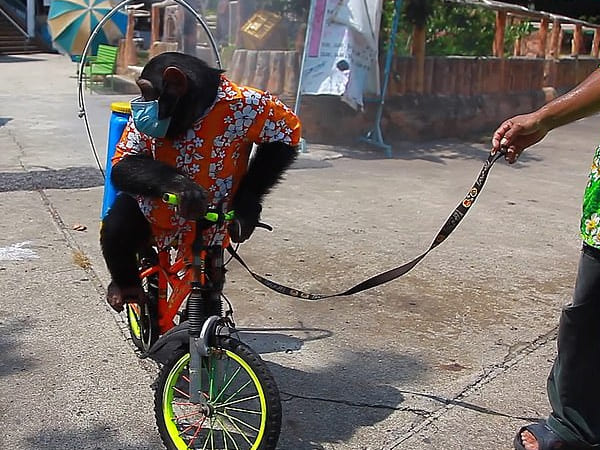 मास्‍क और कपड़े पहनने को मजबूर