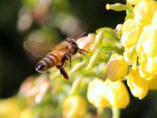 सिरका भी कर सकते हैं इस्तेमाल