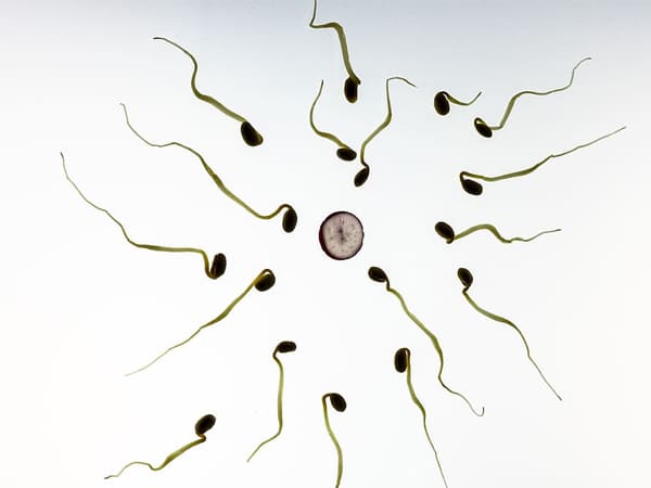 यह प्रजनन क्षमता को कैसे कम करती है