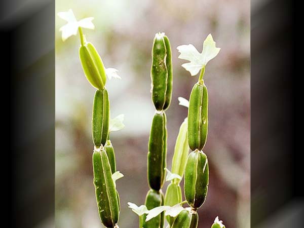 कैसे करना है यूज