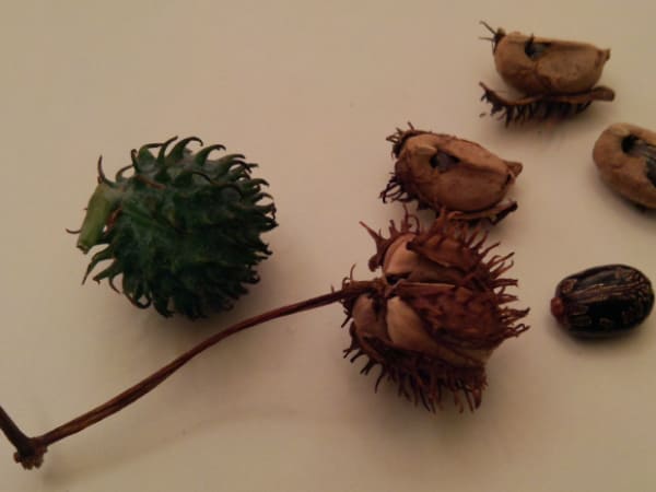 अरंडी को कैसे करें इस्तेमाल