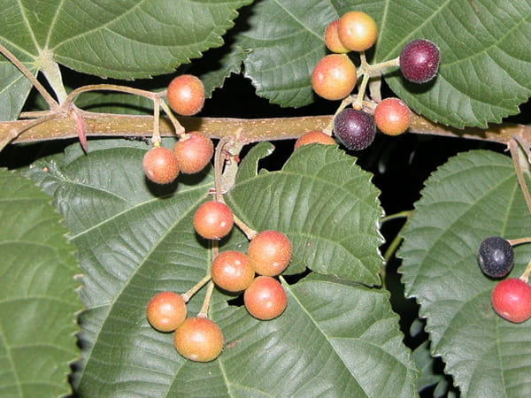 ब्लड प्रेशर कर सकते हैं कंट्रोल