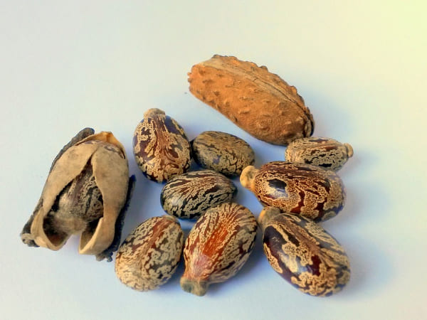  पीरियड्स के 3 दिन तक खाएं