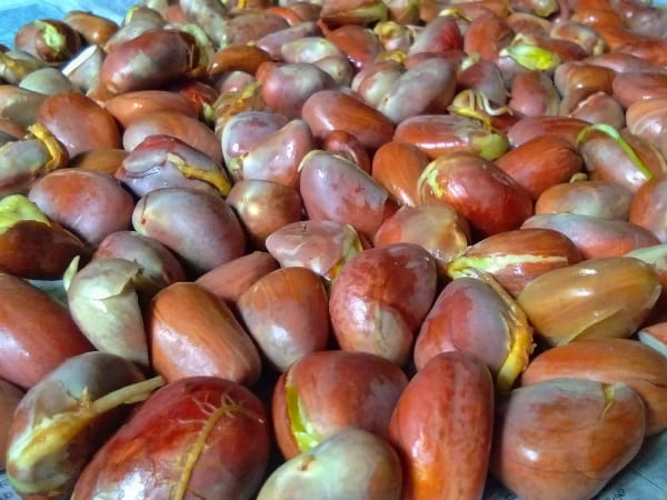 3. ट्रांस मिनरल्स