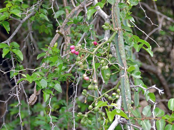 कैसे जोड़ता है हडि्डयां