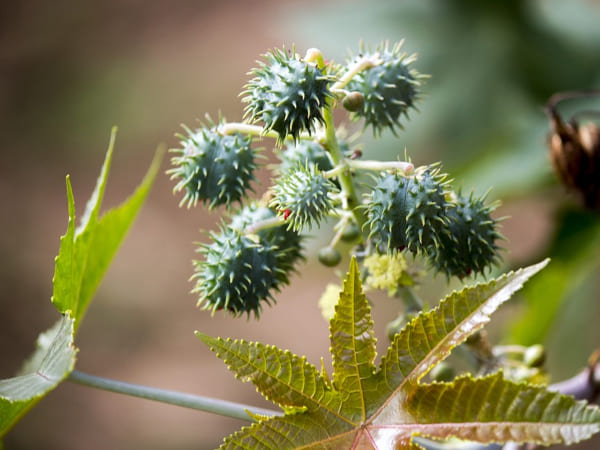 अरंडी के बीज