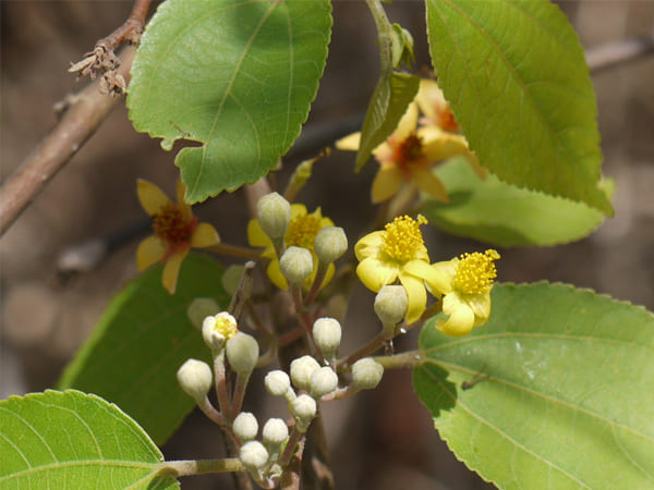 खून की कमी को करता है दूर