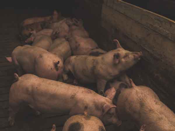 ase of African Swine Flu Detected in Assam, Know More About This Flu