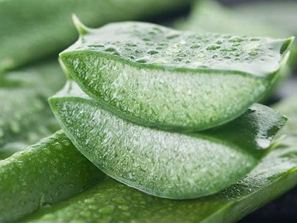 एलोवेरा