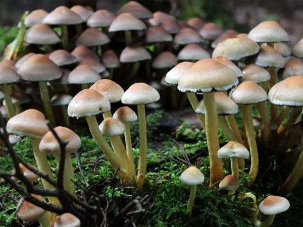 यंग लुक यंग लुक