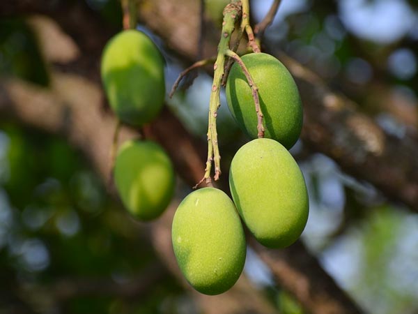 स्किन के ल‍िए अच्‍छा