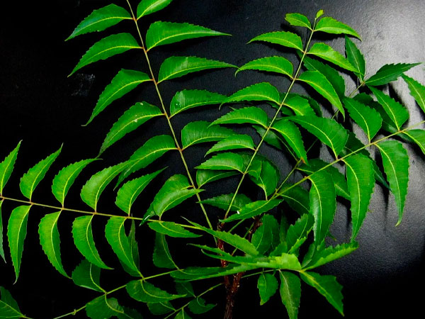 औषधि है नीम का रस, पर ज्‍यादा इस्‍तेमाल से बचें