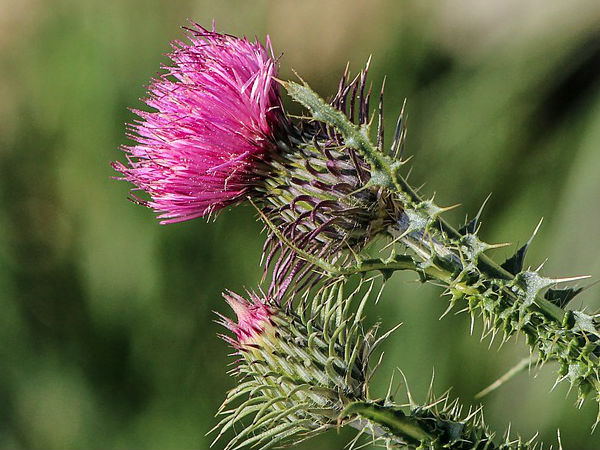 मिल्क थिसल