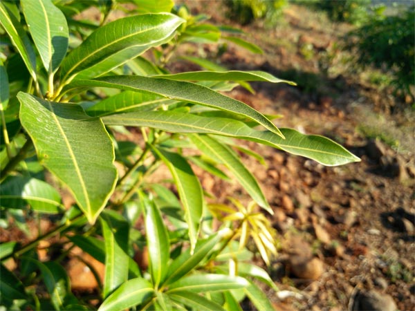 कान के दर्द से राहत