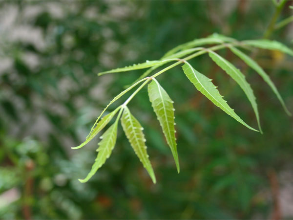 क‍ितनी मात्रा में पीना चाह‍िए