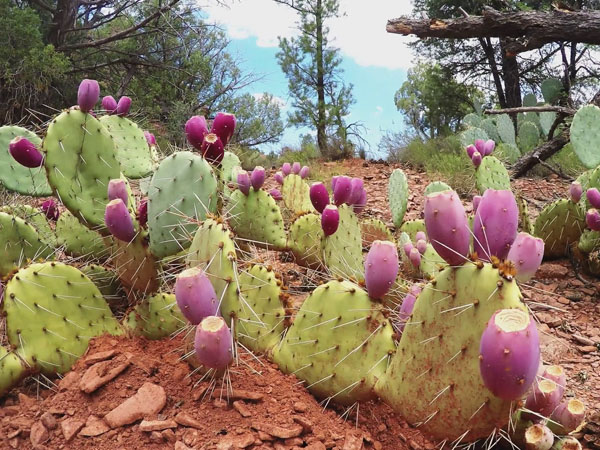 सूजन से राहत