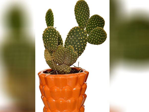 ग्लोइंग लुक