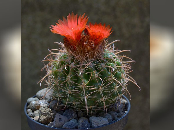 झुर्रियां