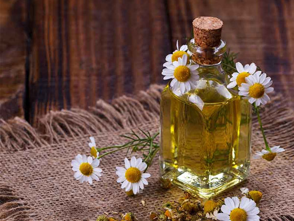 कैमोमाइल ऑयल के फायदे कैमोमाइल ऑयल के फायदे