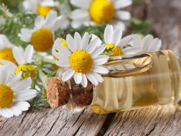Chamomile Oil Chamomile Oil
