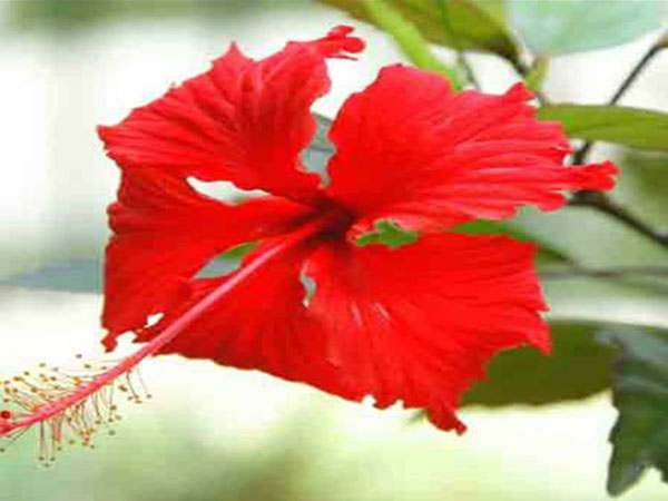 झड़ते बाल