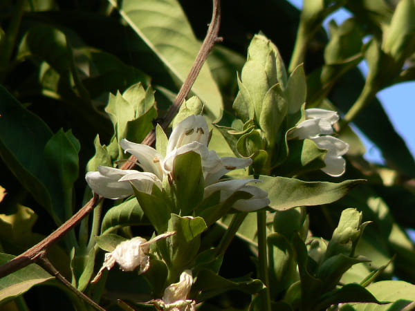 अडूसा के फायदे गठिया में