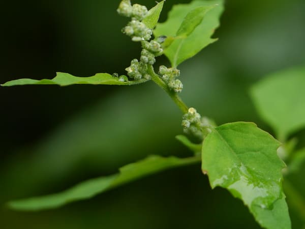 चर्म रोग दूर करे