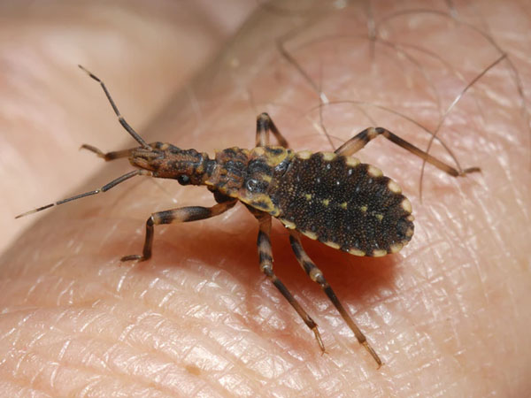 क्या है कांगो फीवर?