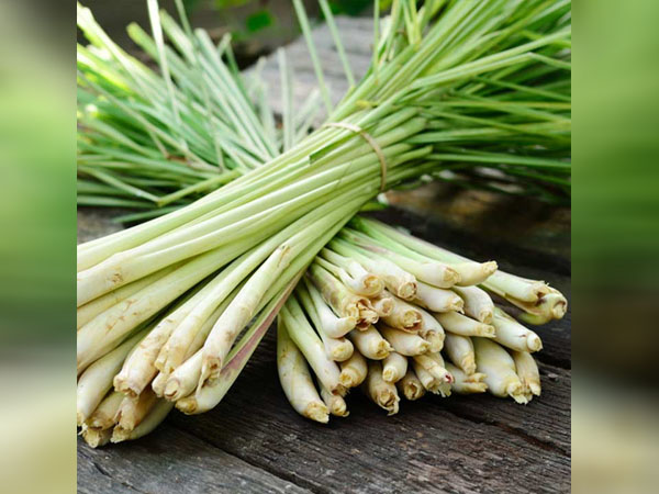 लेमनग्रास बॉडीवॉश 