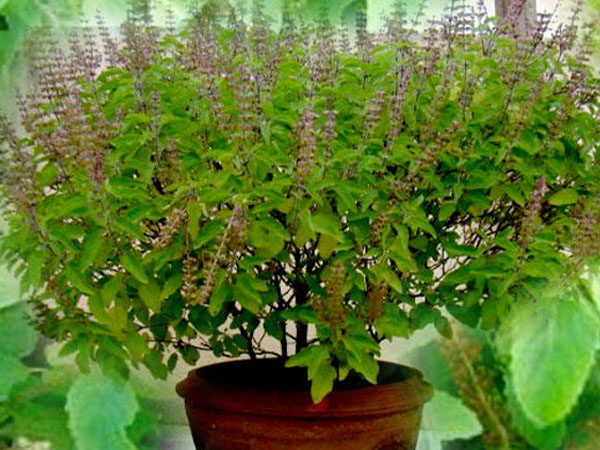 बेदाग स्किन के लिए तुलसी का करें यूज