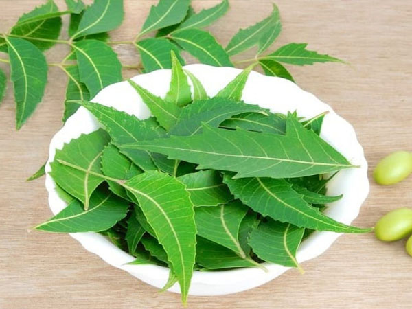 नीम की पत्तियां