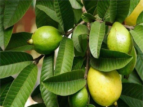 बालों के लिए यूज करें अमरूद की पत्तियां