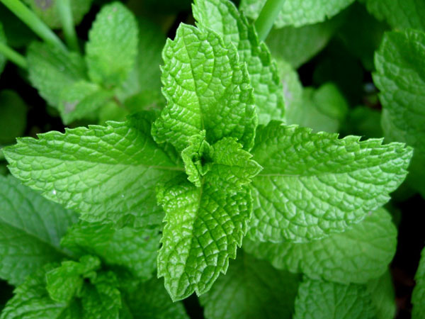 पुदीना का रस