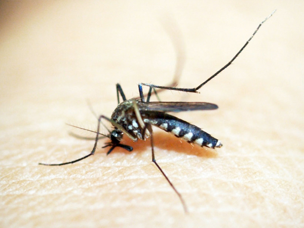 मच्‍छरों और सुअर से फैलता है ये वायरस