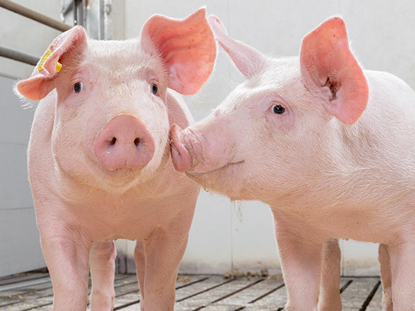 दो लोगों में मिला एंटीबॉडी