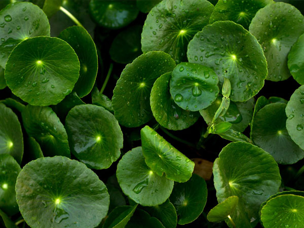 सेंटेला आस्टीटिका क्रीम के फायदे सेंटेला आस्टीटिका क्रीम के फायदे