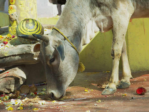 गोदान का महत्व