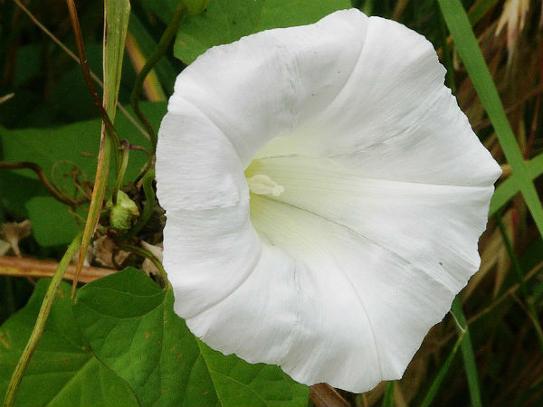 मिर्गी ठीक करे- मिर्गी ठीक करे-