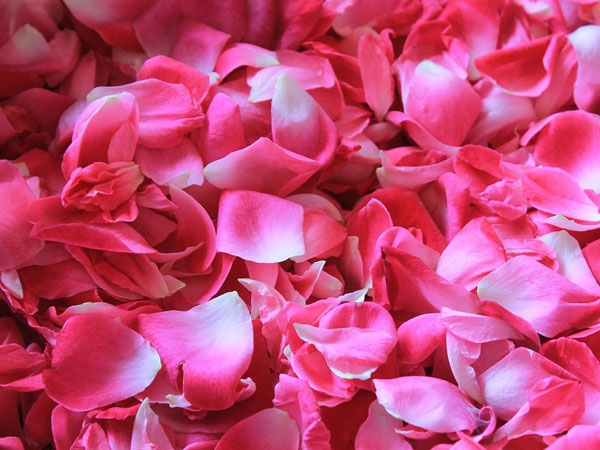  ग्लोइंग स्किन के लिए गुलाब की पंखुड़ियों का इस्तेमाल