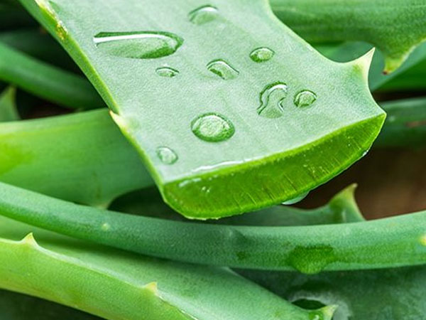 रात भर एलोवेरा जेल लगाने के फायदे