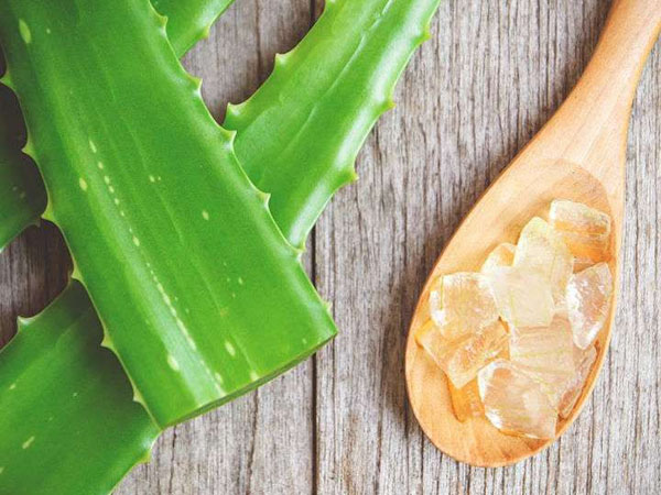 एलोवेरा 