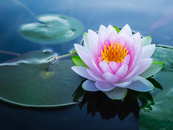 फेस के लिए फायदेमंद