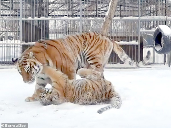 Tiger cub’s bizarre falsetto singing voice Video is Viral