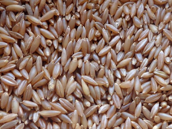 कैसे करते हैं बैंबू राइस का सेवन?