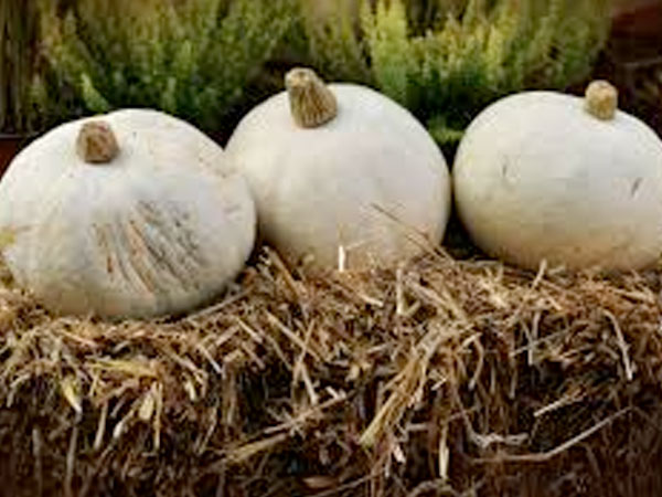 कार्बोहाइड्रेड्स और प्रोटीन