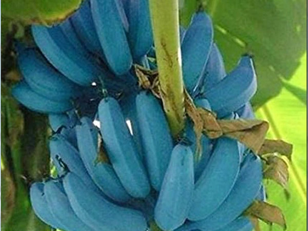 Blue Java Banana