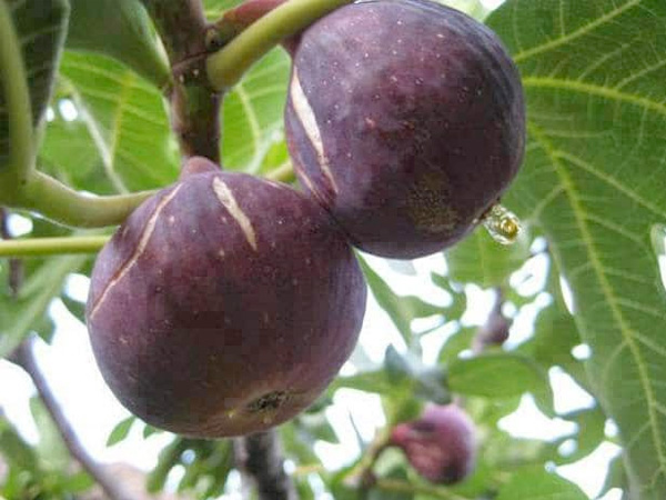 बेडू फल के फायदे